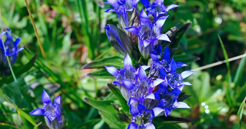 GENTIANAE
