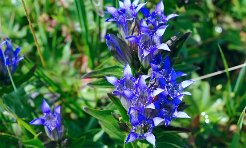 GENTIANAE