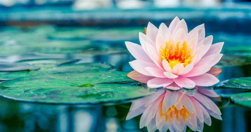 NO MUD, NO LOTUS