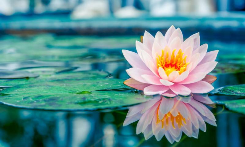 NO MUD, NO LOTUS
