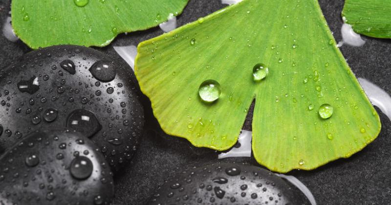 GINKGO BILOBA