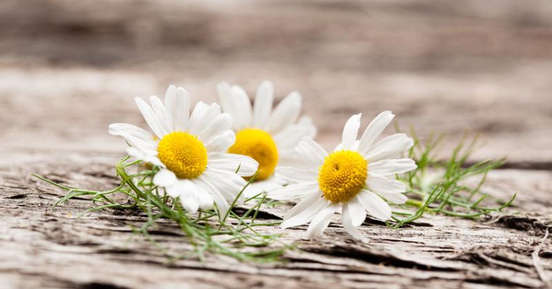 THE MAGIC OF CHAMOMILE