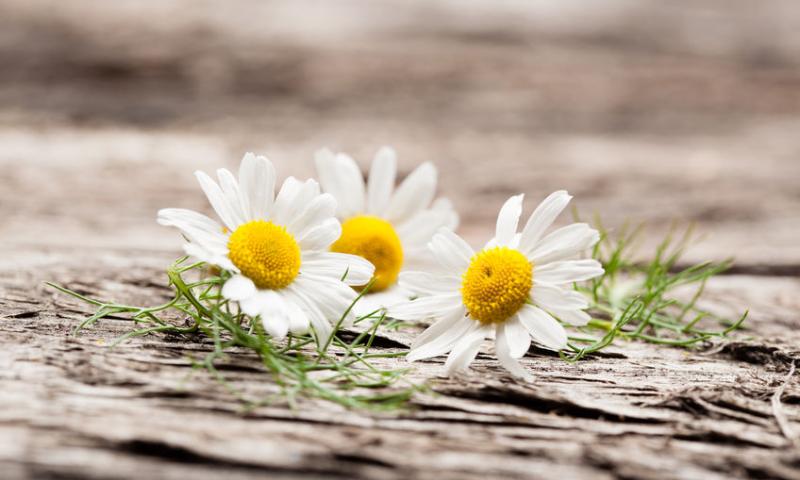 THE MAGIC OF CHAMOMILE