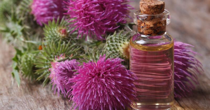 BURDOCK
