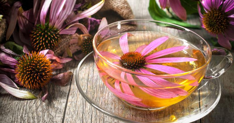 ECHINACEA