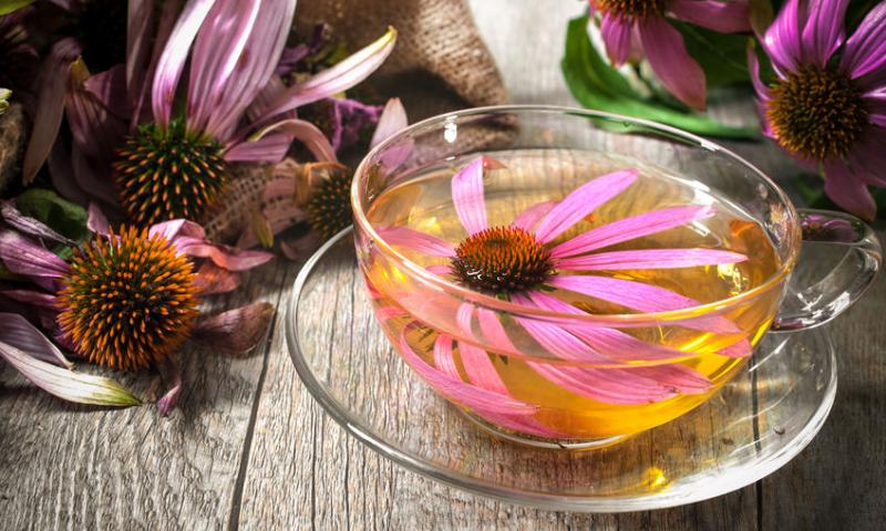 ECHINACEA