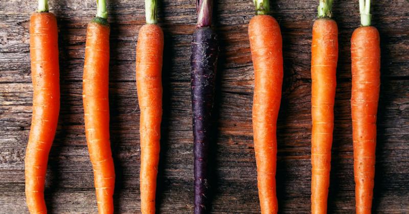 CARROT