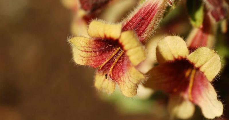 REHMANNIA GLUTINOSA