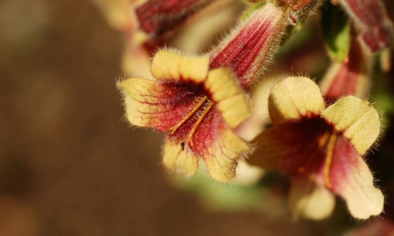 REHMANNIA GLUTINOSA