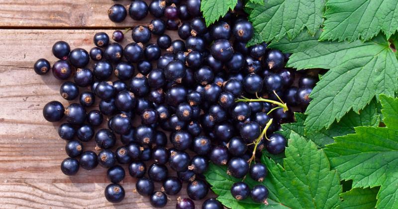 AND THE BERRY OSCAR GOES TO... BLACK CURRANT!