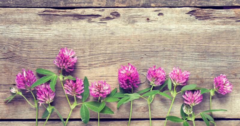RED CLOVER