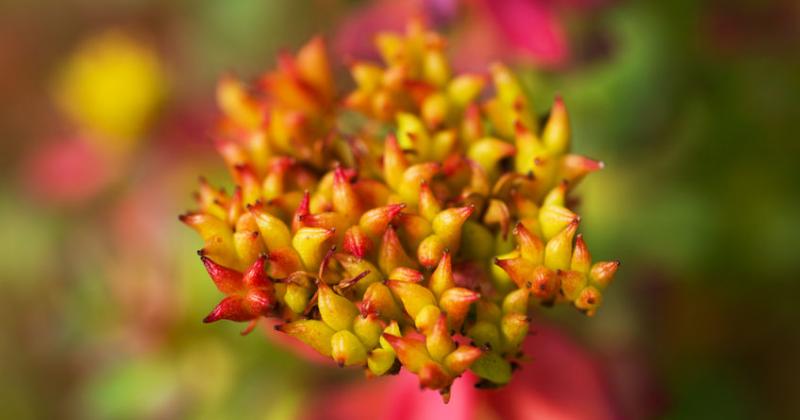 RHODIOLA ROSEA