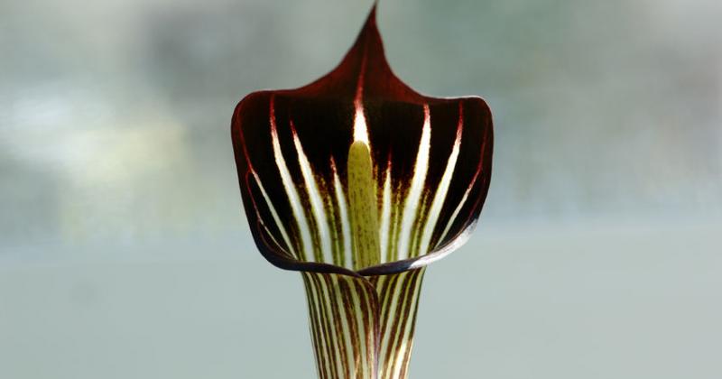ARISAEMA