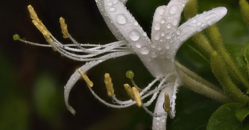HONEYSUCKLE