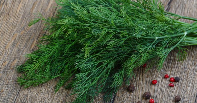 DILL HERB