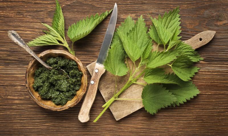 STINGING NETTLE