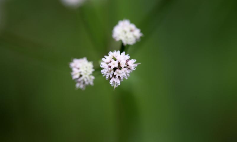 SANICLE