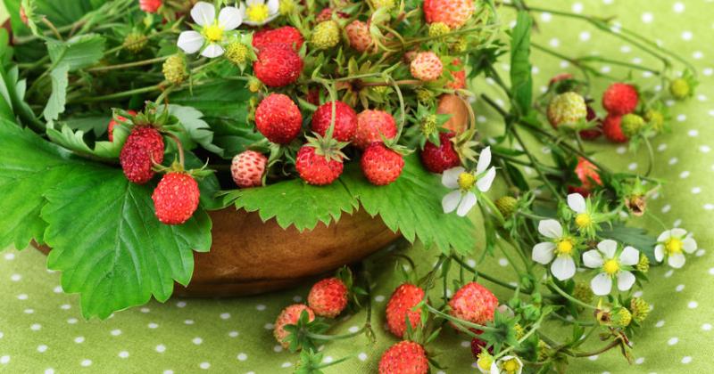 KEEP CALM AND EAT WILD STRAWBERRIES