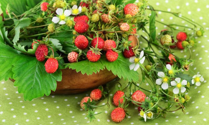 KEEP CALM AND EAT WILD STRAWBERRIES