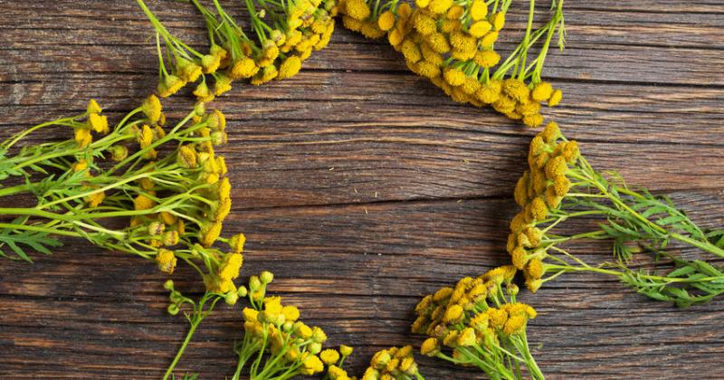 GOLD TANSY