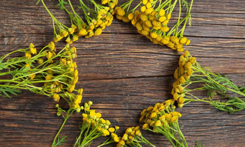 GOLD TANSY