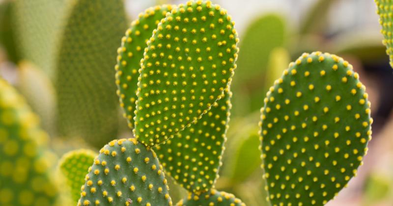 A LITTLE BIT MORE AND IT WILL BE CALLED MEGA-OPUNTIA