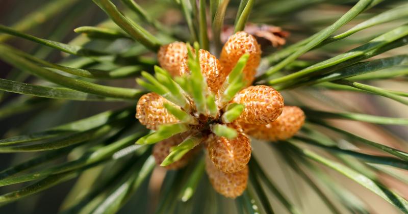 PINE POLLEN