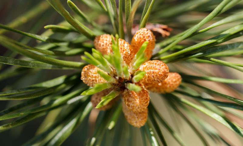 pine-pollen