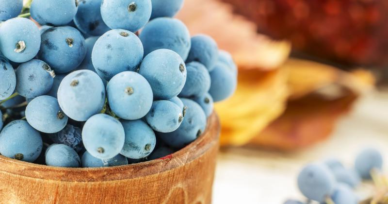 OREGON GRAPE