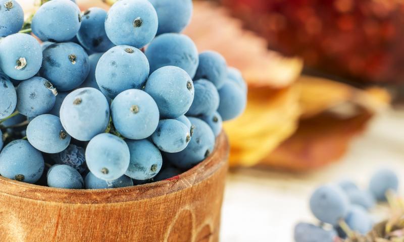 OREGON GRAPE