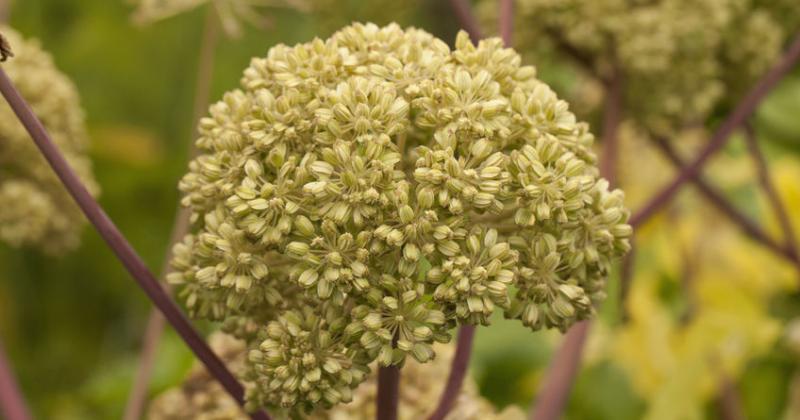 ANGELICA