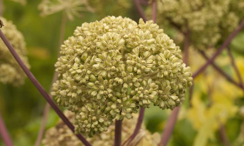 ANGELICA