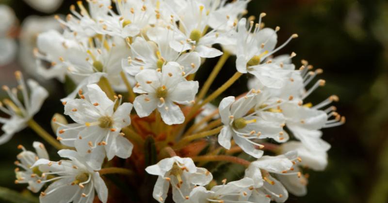 RHODODENDRON