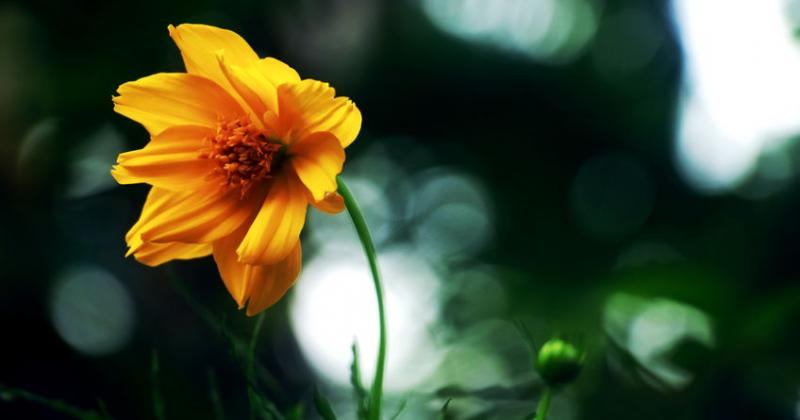 ARNICA