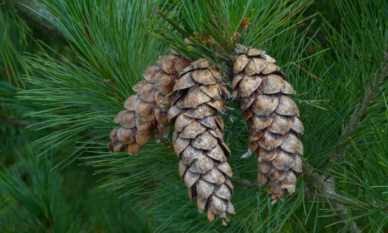 THE WHITE PINE