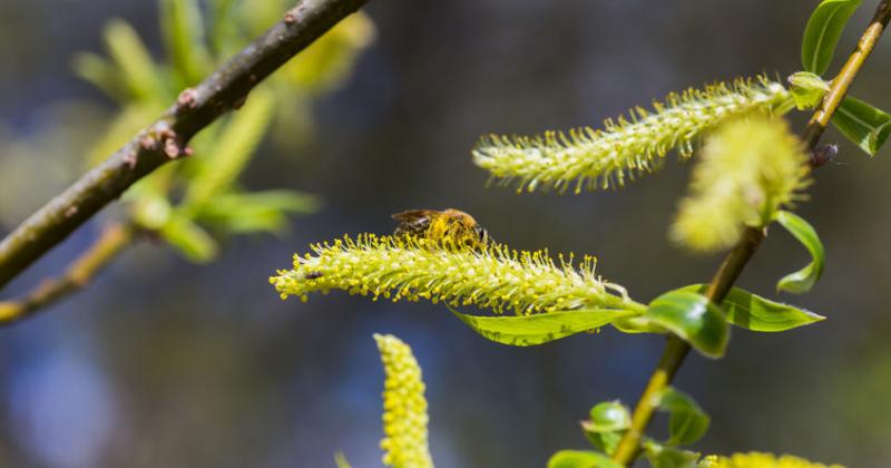 WHITE WILLOW