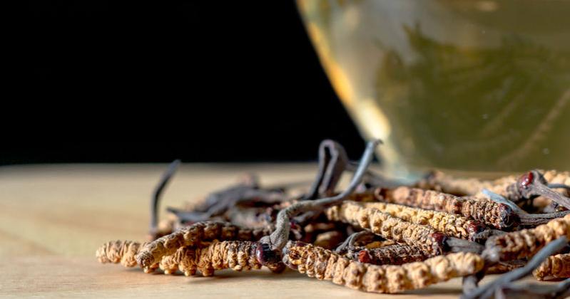 CORDYCEPS
