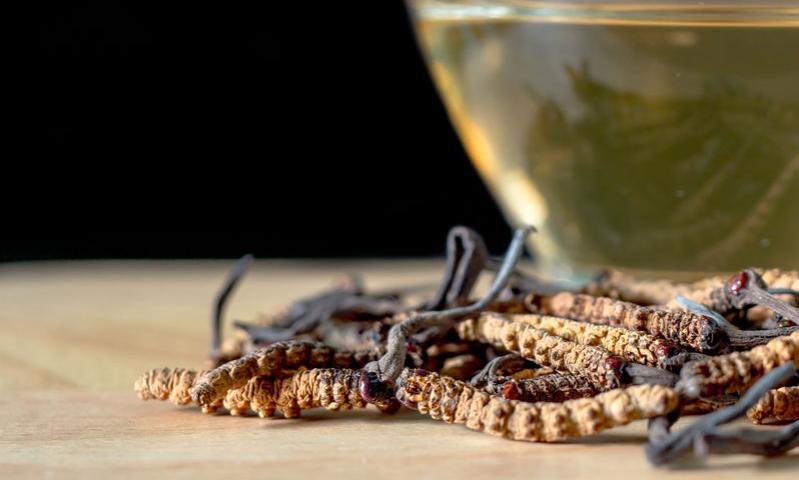 CORDYCEPS