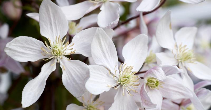 CLEMATIS