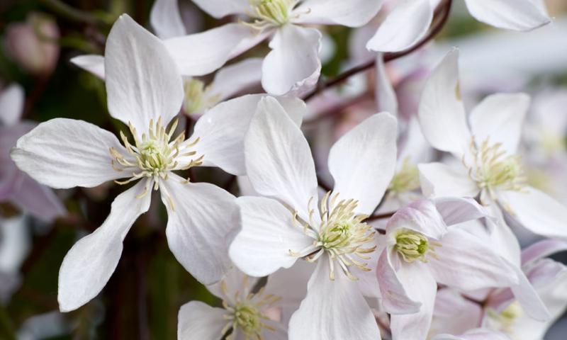 CLEMATIS