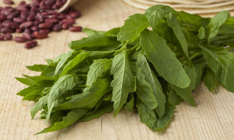 EPAZOTE