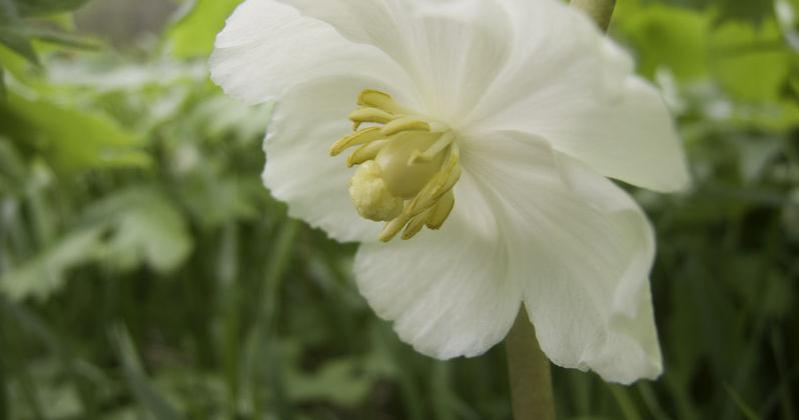 CLOSER LOOK AT MAYAPPLE OR AMERICAN MANDRAKE