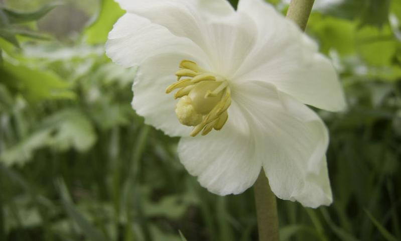 CLOSER LOOK AT MAYAPPLE OR AMERICAN MANDRAKE