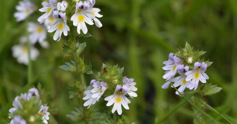 EYEBRIGHT