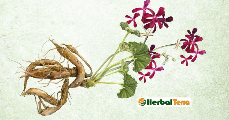 UMCKALOABO OR AFRICAN GERANIUM