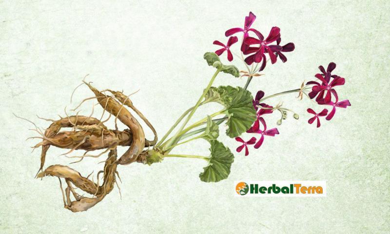 UMCKALOABO OR AFRICAN GERANIUM