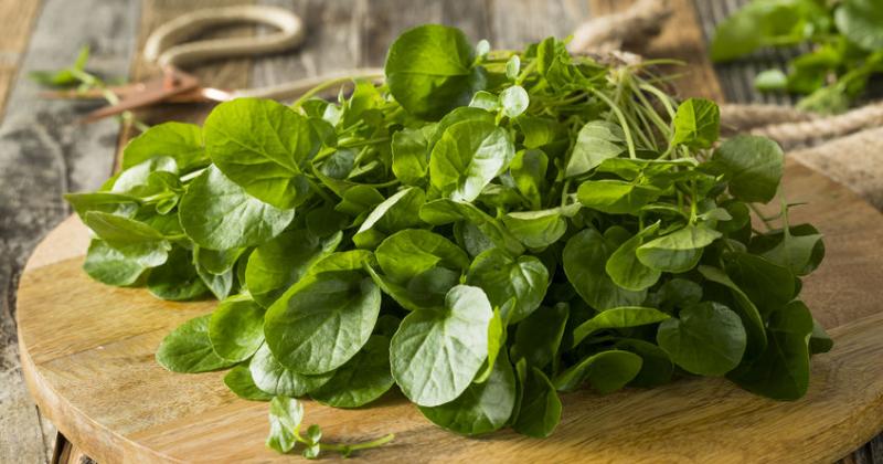 WATERCRESS