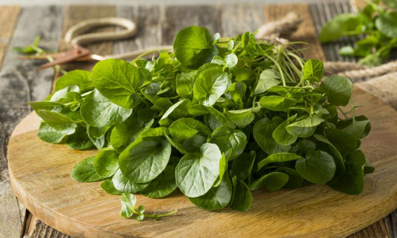 WATERCRESS