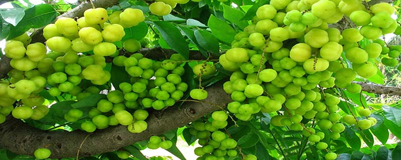 Amla (Emblica Officinalis)